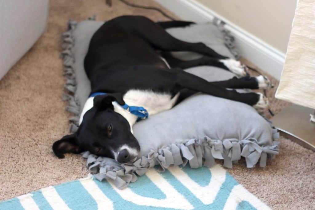 DIY No-Sew Dog Bed For Under $10 + Giveaway #IAMSVisibleDifference #IAMSDog #CollectiveBias