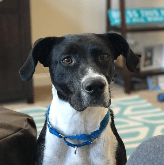 Find Your Next Pet At A Rescue Shelter + More Inspiration Pet Information From PawCulture #PawCulture