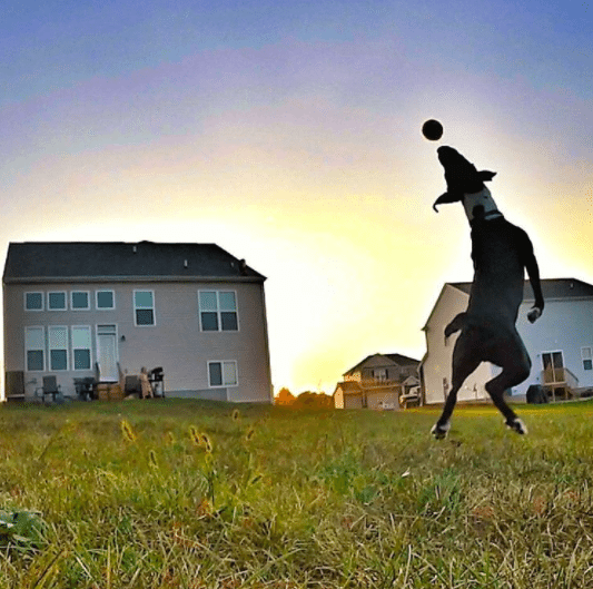 Find Your Next Pet At A Rescue Shelter + More Inspiration Pet Information From PawCulture #PawCulture