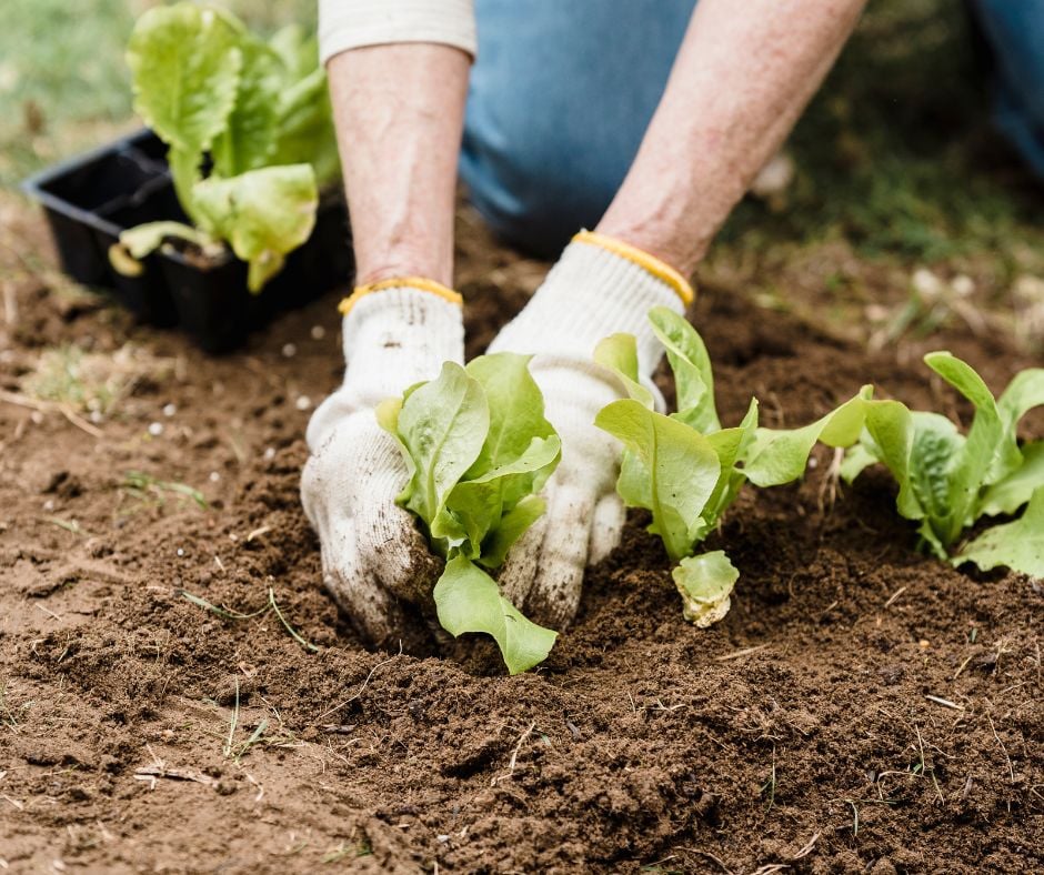 Grow a garden