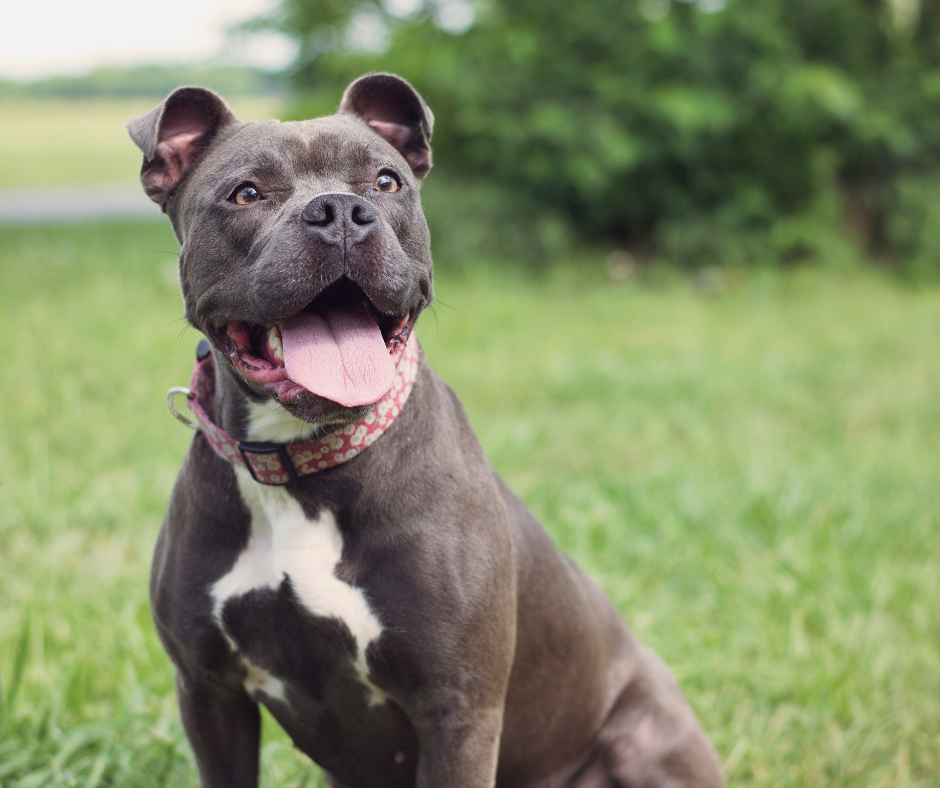 We’ve ranked the best dog supplements of 2025 based on ingredient quality, vet backing, customer feedback, and science-supported benefits.