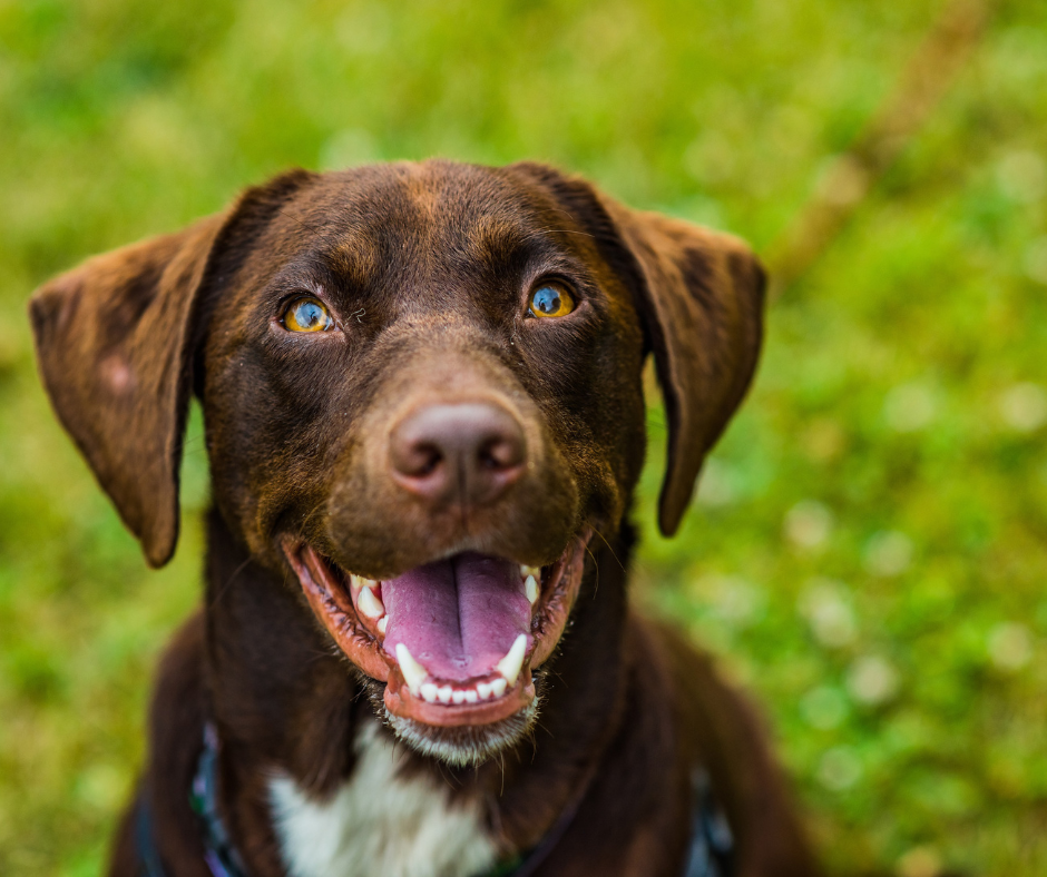 We’ve ranked the best dog supplements of 2025 based on ingredient quality, vet backing, customer feedback, and science-supported benefits.