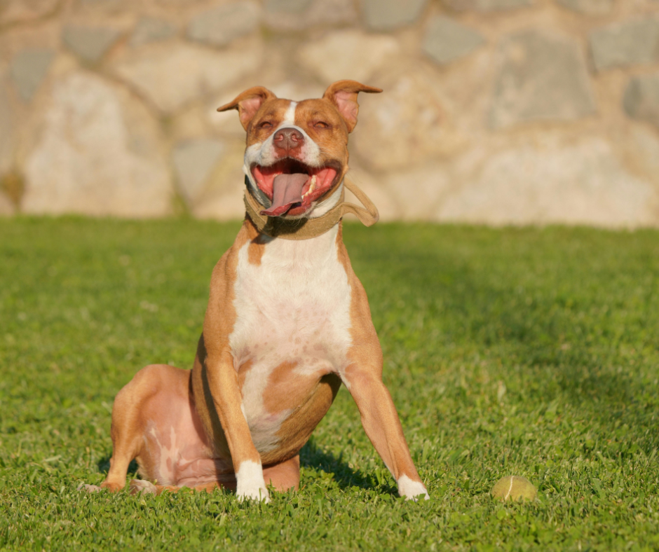 A happy brown and white pitbull mix sitting on a green lawn with its tongue out and a tennis ball nearby.