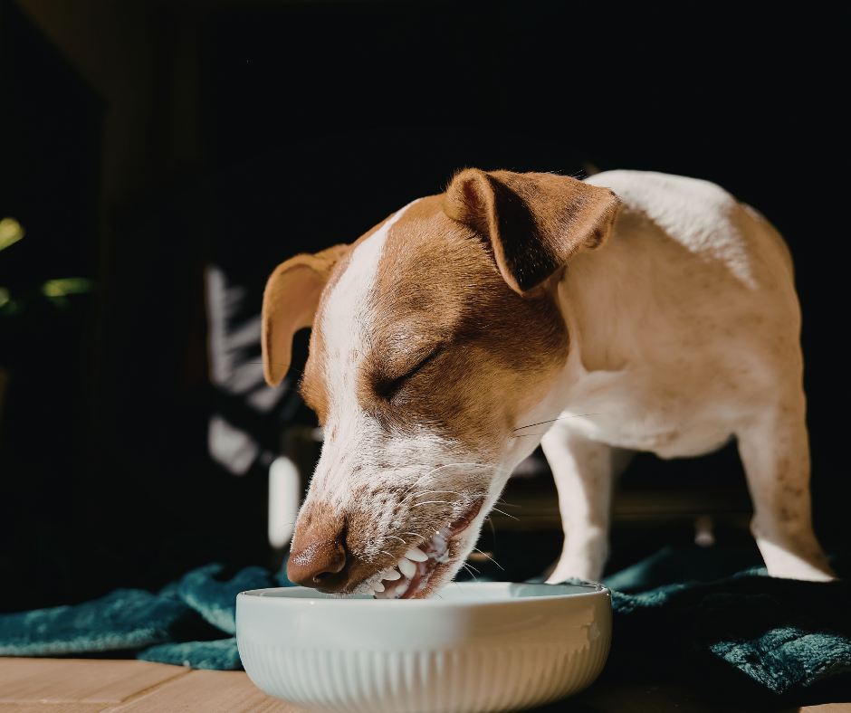 lose-up of a Jack Russell Terrier with eyes closed eating from a white ceramic bowl indoors.