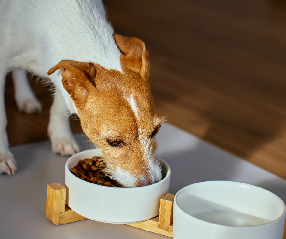 Small dog eating high-quality kibble made with clean protein sources.