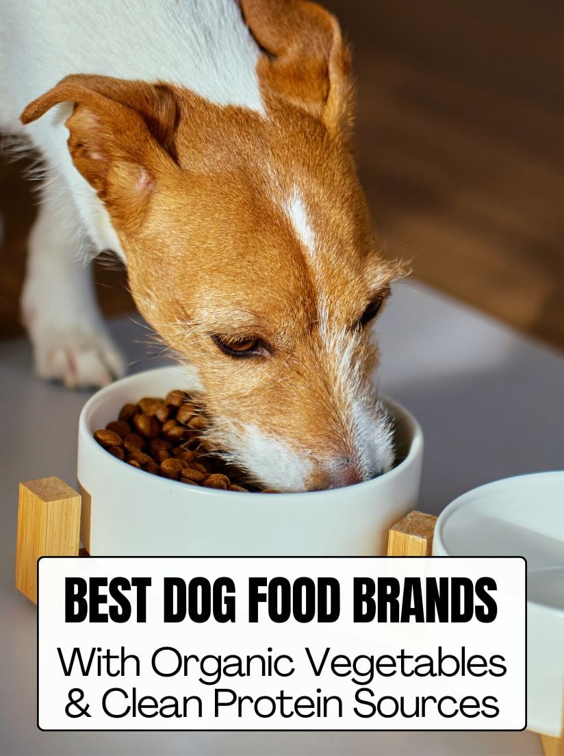 Graphic titled Best Dog Food Brands With Organic Vegetables and Clean Protein Sources featuring a dog eating from a bowl.