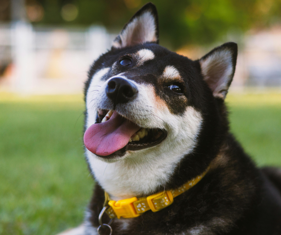 Happy dog representing health outcomes from organic vegetable dog food diets.