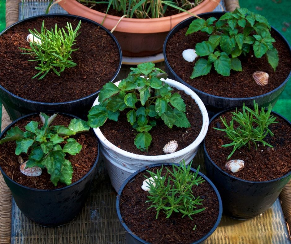 A high-angle view of six small black and white potted plants containing fresh soil, small green herbs, and decorative seashells.