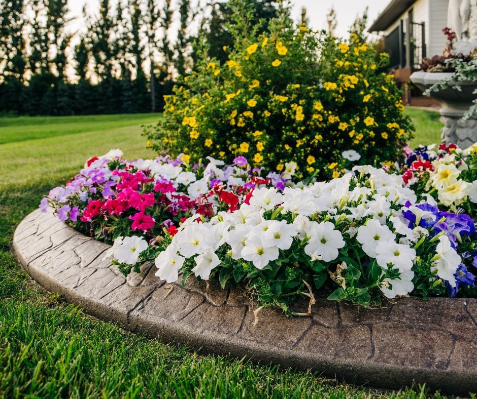 A manicured garden bed with colorful white, pink, and purple petunia flowers enclosed by a decorative stamped concrete border on a lush green lawn.