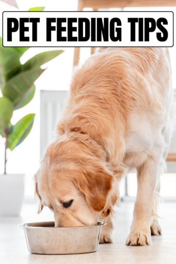 Golden Retriever eating from a stainless steel bowl with a bold black and white text overlay reading Pet Feeding Tips.