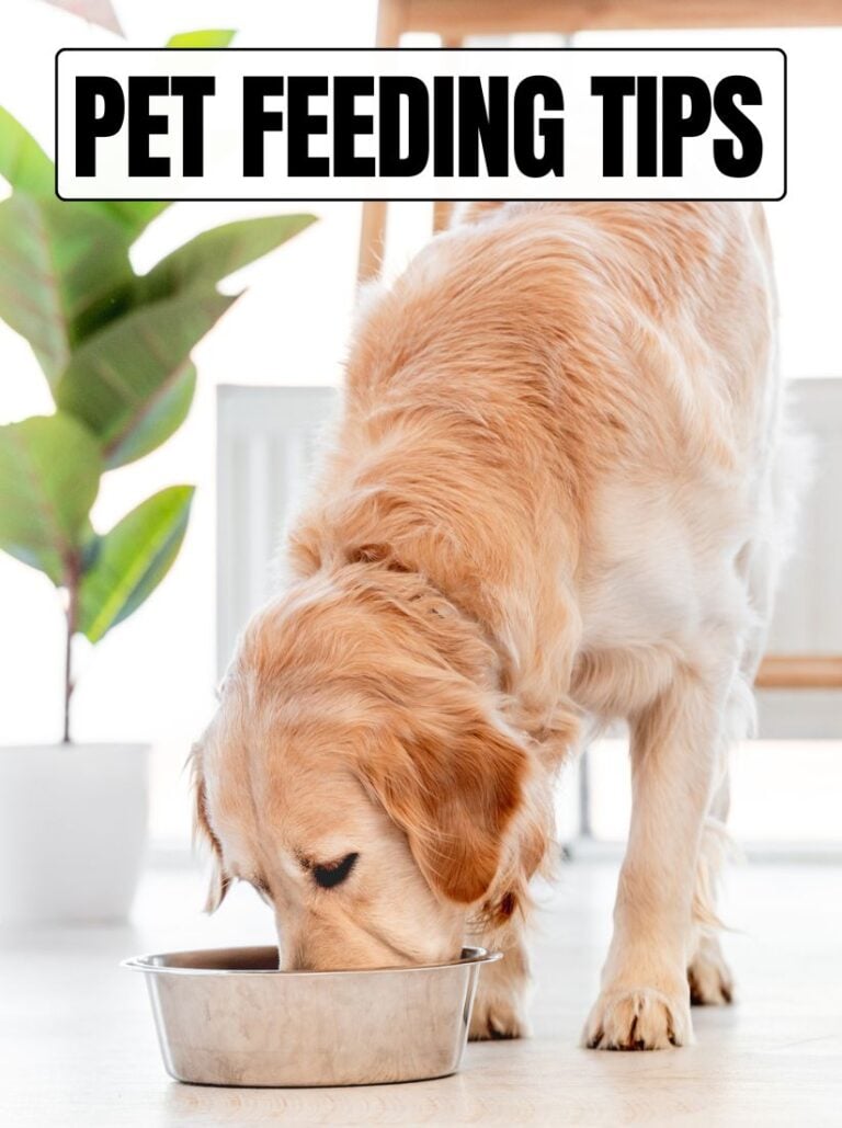 Golden Retriever eating from a stainless steel bowl with a bold black and white text overlay reading Pet Feeding Tips.