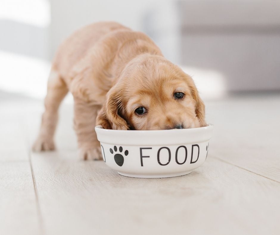 A close-up of a fluffy golden puppy looking forward while eating its food out of a white ceramic bowl labeled FOOD with a paw print.