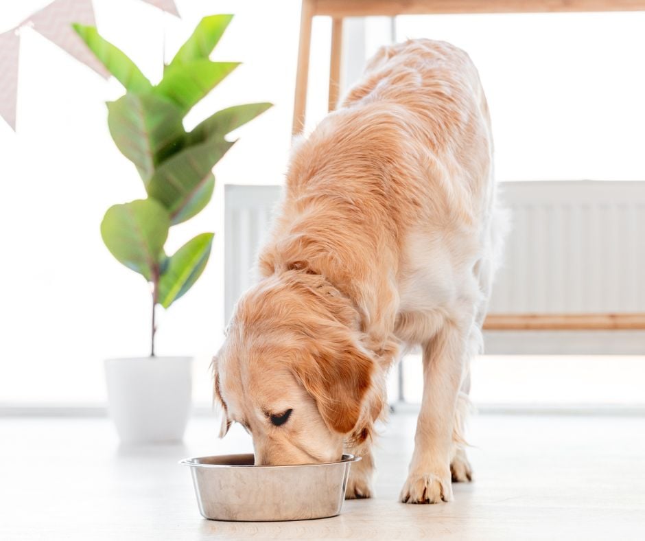 Golden Retriever eating food out of a silver stainless steel bowl on a light-colored floor next to a potted houseplant.