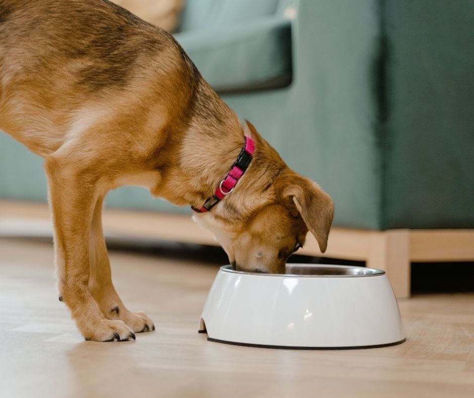 A medium-sized brown and tan dog wearing a pink collar lowers its head to eat food out of a large white and silver bowl in a living room.